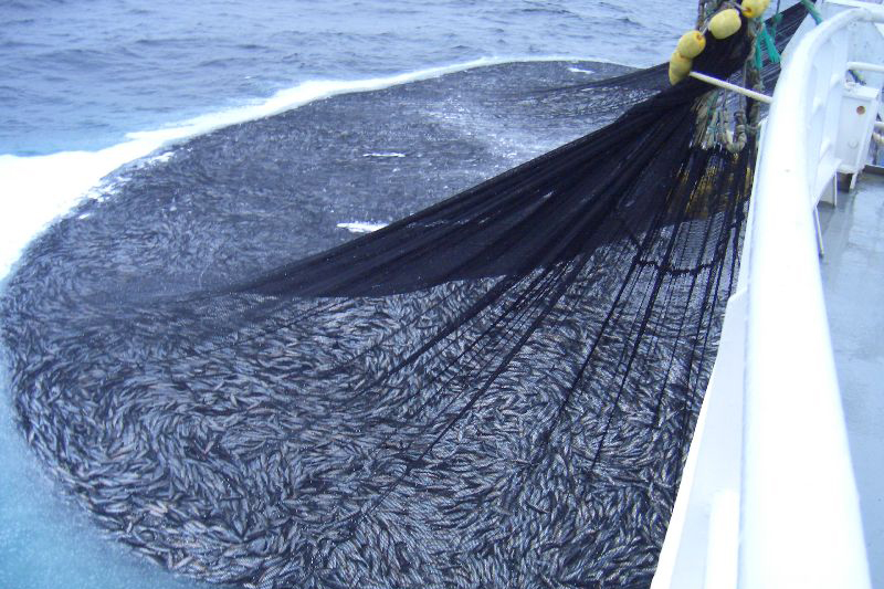 What is Purse Seine Fishing? — Balanced Report